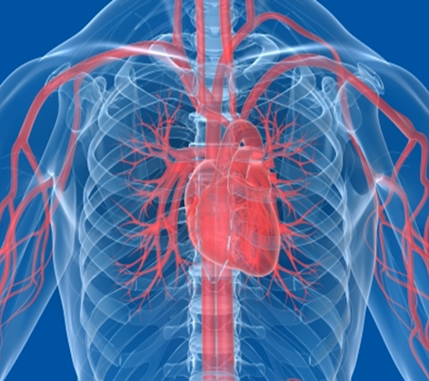 The heart benefits from omega 3 vitamins